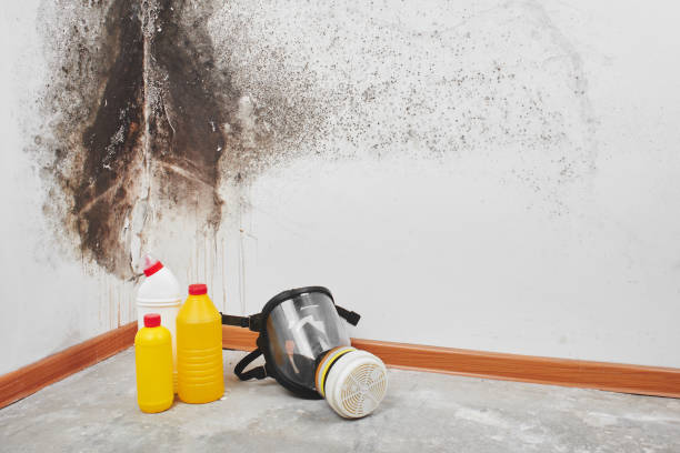 Office Mold Removal Services in Port Vue, PA
