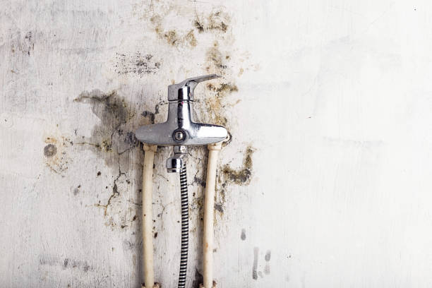 Reliable Port Vue, PA Mold Removal Solutions