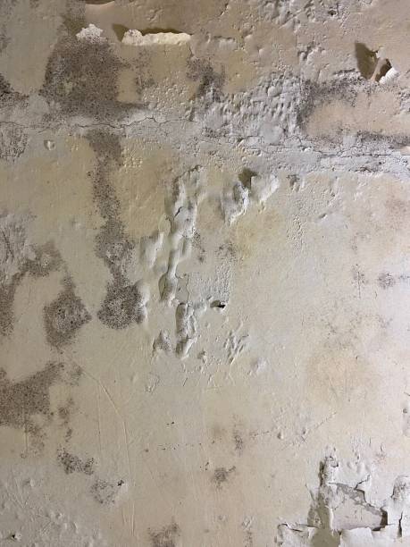 Best Certified Mold Removal  in Port Vue, PA